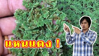 เลี้ยงแหนแดง ช่วยตรึงไนโตรเจน เกษตรกรตัวจริงควรมีไว้ | เกษตรกรชาวบ้าน