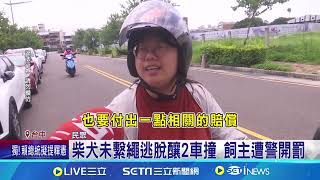 柴犬未繫繩逃脫釀2車撞 飼主遭警開罰｜三立新聞網 SETN.com