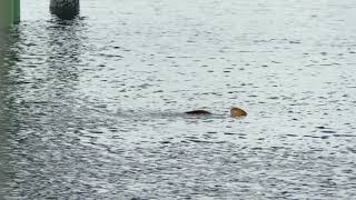 大森ふるさとの浜辺公園界隈のアカエイ　　　その2