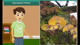 Class 7 Science, nutrition in plants - saprophytic plants