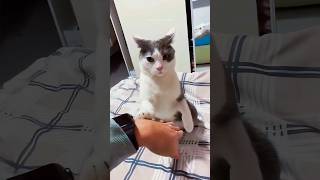 funny cats 😂 episode 271 #shorts
