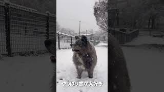 秋田犬長毛カイは念願の雪をみて燃える