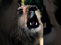 Lion voice sound like #lion #shorts