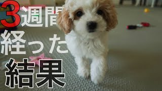 【驚愕】可愛かったパピーがまさか3週間でこんな事になるとは！！