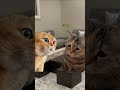 الحكمة باظت خلاص😂 لايك comedy cat