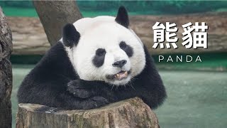 AI百科全書｜動物｜大熊貓