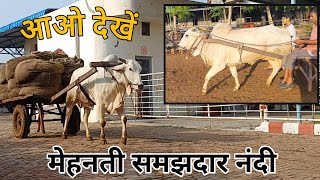 आओ देखें मेहनती समझदार नंदी । #sahiwal #tharparkar #geercow