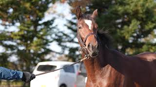 【2023年度[1歳馬]】 7 サザナミの2022