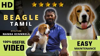 Beagle Dog Tamil | பீகிள் நாய் | 100% Worth Video | NANBA KENNELS