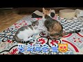 💥 사이좋은 남매 🤣😁 cat 고양이채널 치치코코스토리 웃긴영상