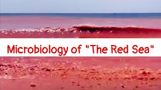 Microbiology of the Red Sea | Why the colour of red sea is red ?