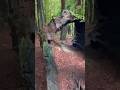 Walk Through The Giants #redwoods