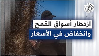 أسواق القمح في العالم تتنفس الصعداء .. انخفاض في الأسعار ووفرة في المحاصيل