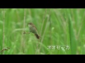 004 野鳥の楽園仏沼