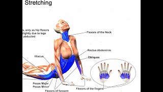 YOGA SUN SALUTATIONS SEQUENCE MUSCLE ANATOMY ANIMATION ROUTINE ON HOW TO DO SUN SALUTATIONS IN YOGA