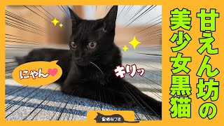 甘えて家族にすり寄る、遊びたい盛りの美少女黒猫があざと可愛い。