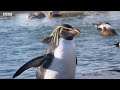 Can Penguins Fly? | Weird Animal Searches | BBC Earth Kids