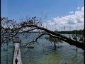 Keunikan KG Malubang Pitas, kota marudu Sabah.