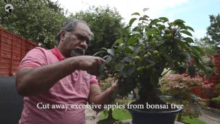 44) How to Prune Crab Apple, Malus sylvestris, Bonsai Trees for Beginners Series