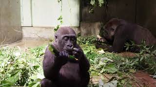 ゲンキとキンタロウ夕ごはん20210802/Genki, and Kintaro had dinner together, and Kintaro ate a donated cucumber.