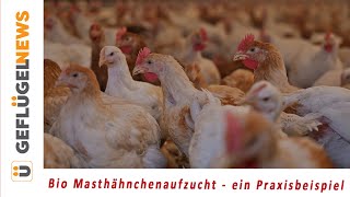 Bio Masthähnchen aus der ab ovo Brüterei - ein Praxisbeispiel