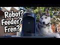 Food from a Robot? | Huskies Unbox Automatic Pet Feeder | WOPET