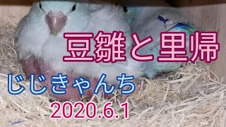 豆雛と里帰 2020 6 1