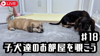 【犬７頭と暮らすおっさん】「子犬部屋垂れ流し配信18」新入りミックス君とワイヤーダックス、ブラックイエロー兄妹【miniature dachshund】