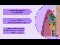 lamina propria microscopic structure cells fibres functions periodontology animated