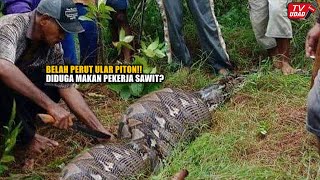 Hampir MAN9S4 Manusia!! Ular Piton Raksasa 10 Meter Berperut Besar Kembali Ditangkap Petani Sawit...