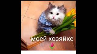 смешные котики на 8 марта🐈