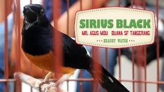 BIRD PLANET : White Rumped Shama Singing Loud | Murai Batu SIRIUS BLACK