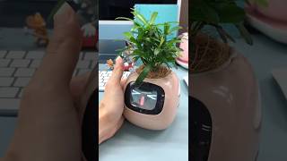 Smart Plant Pot Robot: Always compatible with your plant's needs #Robot #shorts