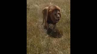 Oloimina herido (black rock male lion injured) #lion #short #wildlife