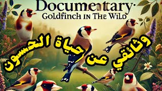 #الوثائقي الذي طال إنتظاره عن حياة طائر #الحسون في الطبيعة Documentaire sur le chardonneret