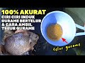 DURASI FULL‼️ CIRI - CIRI AKURAT INDUK IKAN GURAME BERTELUR