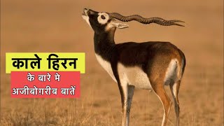 काला हिरन के बारे में 17 रोचक तथ्य || Interesting facts about blackbuck in Hindi