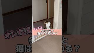 冬になると猫はどう変わる？#cat #shorts #猫のいる暮らし