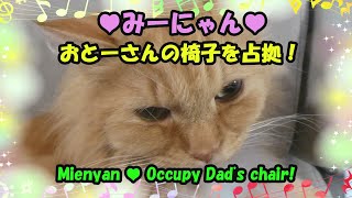 みーにゃん♥おとーさんの椅子を占拠！・Mienyan is occupying the dad's chair.