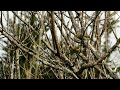 silvereye waxeye tauhou flock with bird song new zealand birds kapiti