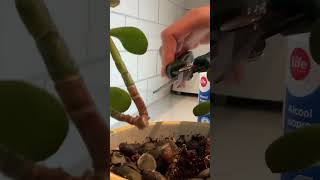 Broken jade plant RESCUE🪴 Propagation from cuttings (Money plant) #grow #plants #howto