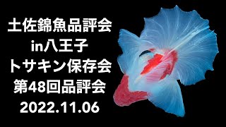 2022.11.06土佐錦魚品評会in八王子