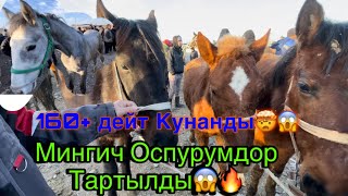 Мингич Кунандар Чыкты😱🔥Базар Коргон Жылкы Базары Кызыды🤯26.01.2025