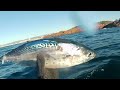 Chasse sous marine: barracudas thonines bonites Les Gobies Best of #1