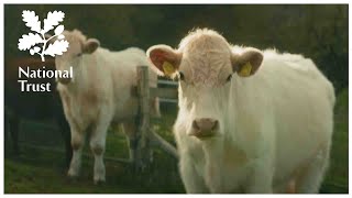 Meet National Trust tenant Farmer Holly Purdey who is farming with nature in mind on Exmoor