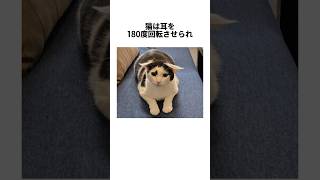 猫の身体能力に関する驚くべき雑学 #shorts #雑学