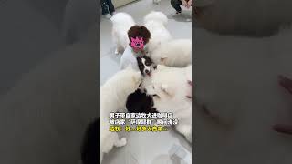 男子带自家边牧犬进咖啡店，被店家“萨摩耶群”瞬间淹没，边牧：好…好多大白羊…… #边牧 #狗狗 #萨摩耶