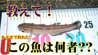 この魚の名前を教えてください。