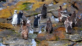 Antarctic expedition E2 Falkland Island beach party המסע לאנטארקטיקה פרק 2 איי פולקלנד, מסיבת חוף