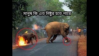 যারা শিশু হাতি ও মা হাতির গায়ে আগুন দিয়েছে তাদের মনেকি একটুও মানুষ্যত্ব বোধ আছে